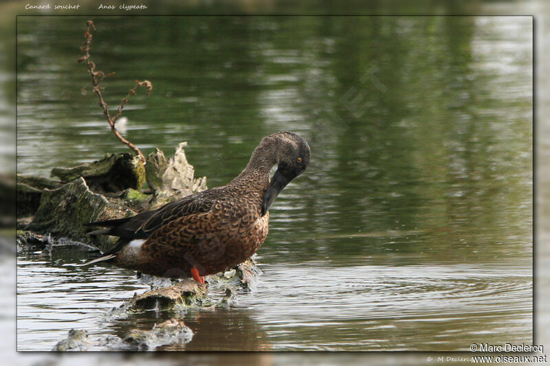 Northern Shoveler, identification