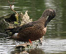 Canard souchet