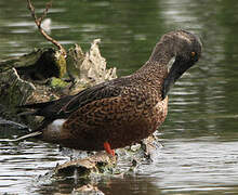 Canard souchet