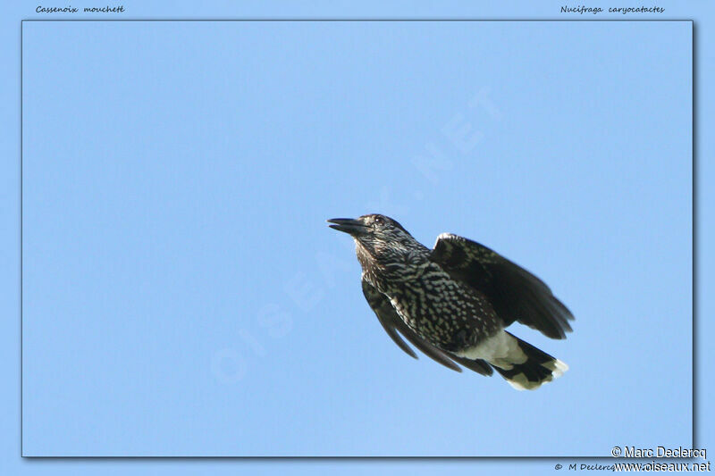 Spotted Nutcracker, Flight