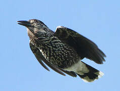 Spotted Nutcracker