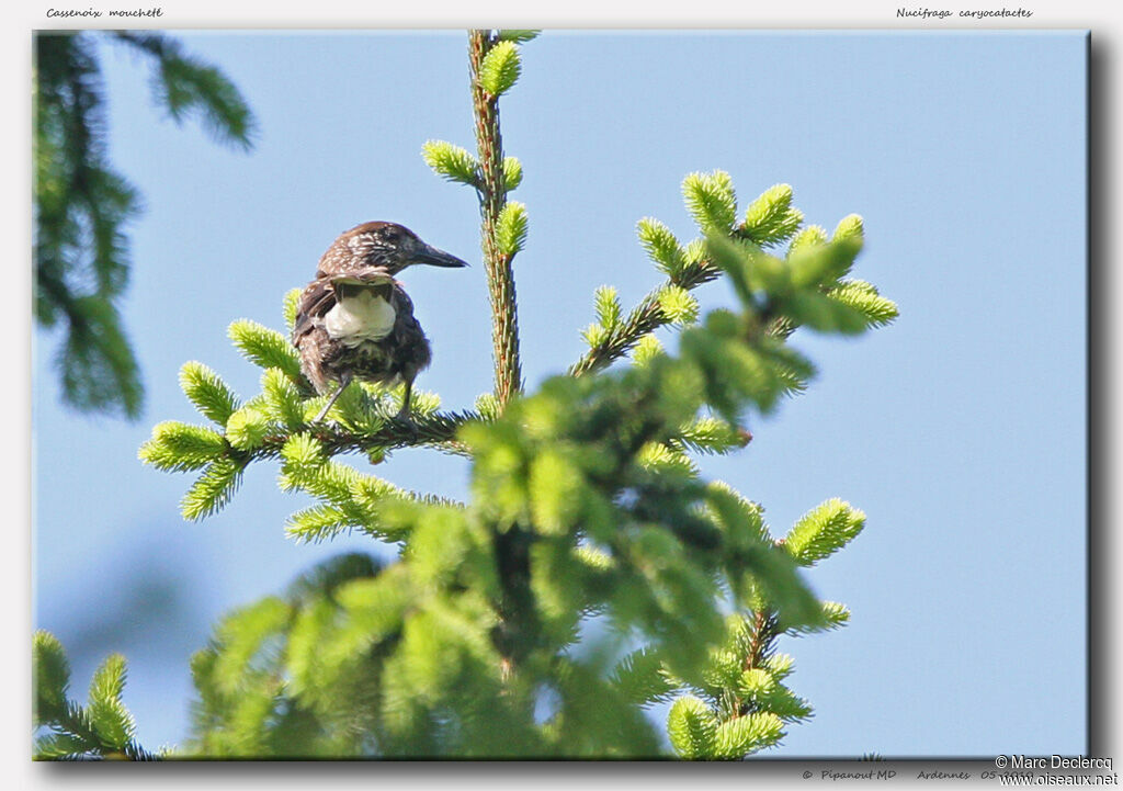 Spotted Nutcracker