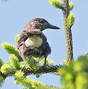 Spotted Nutcracker