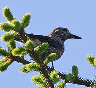 Spotted Nutcracker