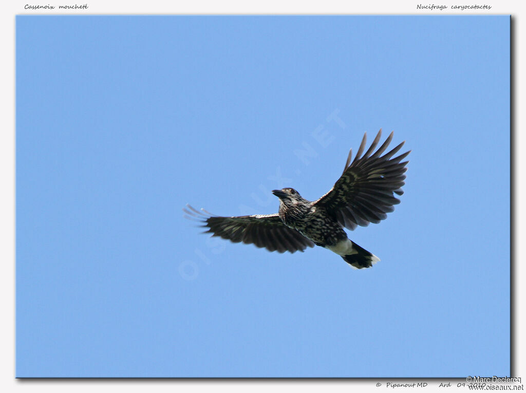 Spotted Nutcracker, Flight