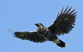 Spotted Nutcracker