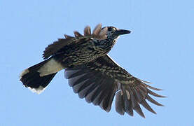 Spotted Nutcracker