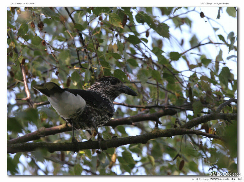 Cassenoix moucheté, identification