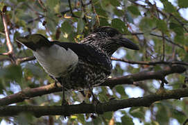 Spotted Nutcracker