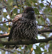 Spotted Nutcracker