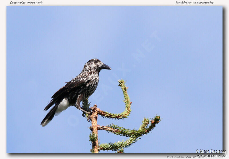 Spotted Nutcracker, identification