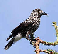 Spotted Nutcracker