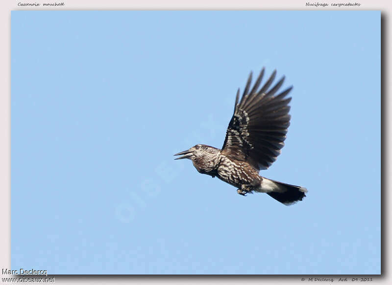 Spotted Nutcracker, Flight