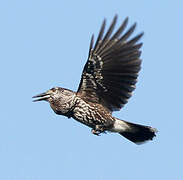 Spotted Nutcracker