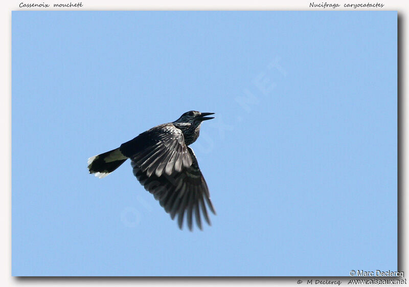 Spotted Nutcracker, Flight