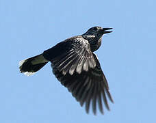 Spotted Nutcracker