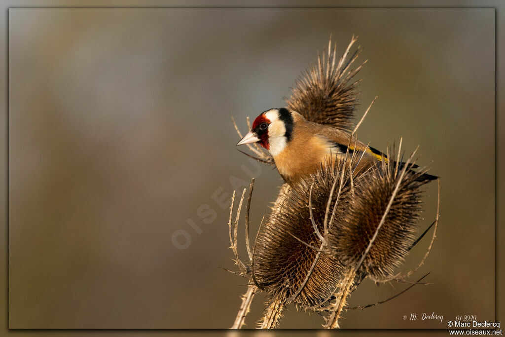 European Goldfinch