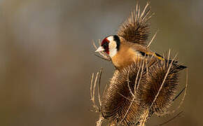 European Goldfinch