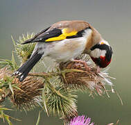 European Goldfinch