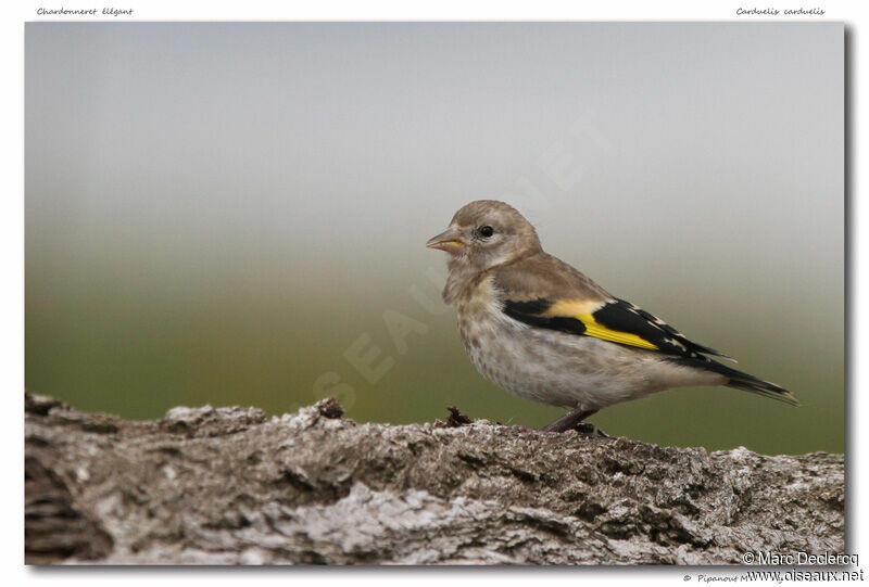 European Goldfinchjuvenile, identification