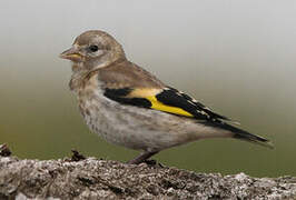 European Goldfinch