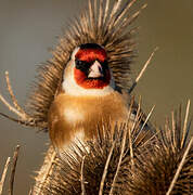 European Goldfinch