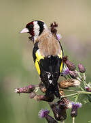 European Goldfinch