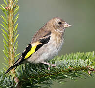 European Goldfinch