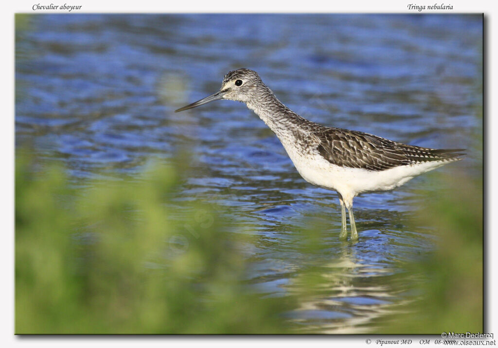 Common Greenshank