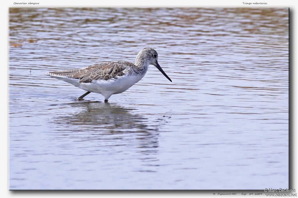 Common Greenshank