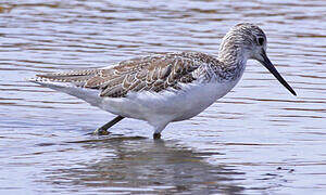 Common Greenshank