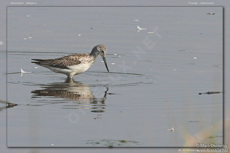 Common Greenshank