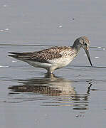 Common Greenshank