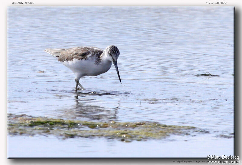 Common Greenshank