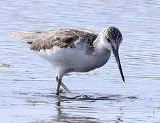 Common Greenshank