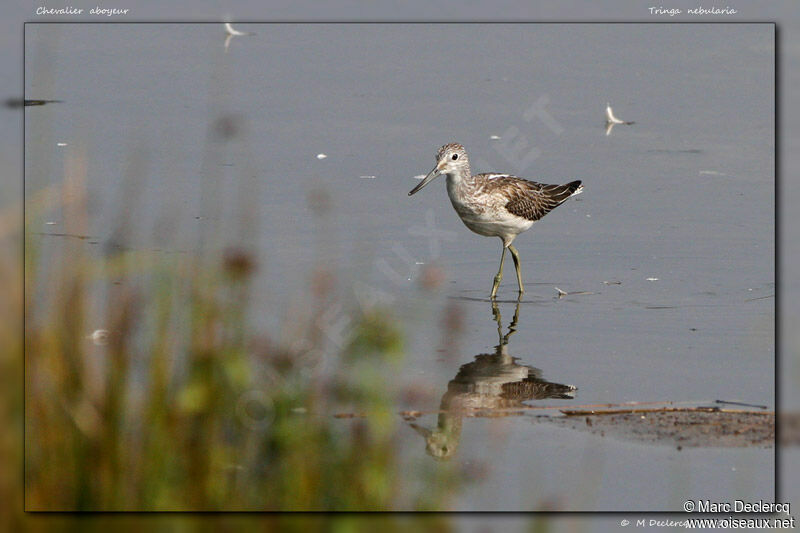 Common Greenshank