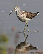 Common Greenshank