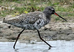 Spotted Redshank