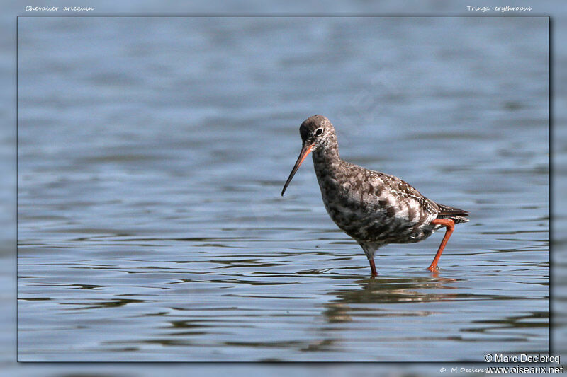 Chevalier arlequin, identification