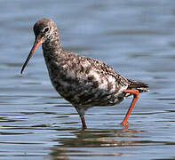 Spotted Redshank