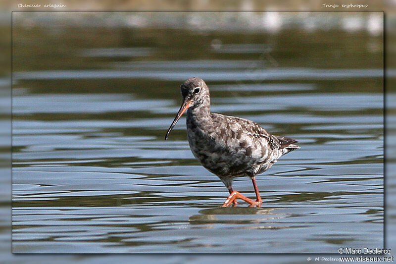 Chevalier arlequin, identification