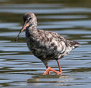 Spotted Redshank