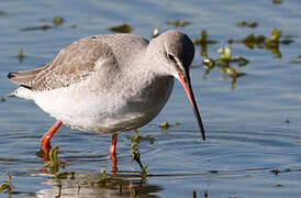 Spotted Redshank