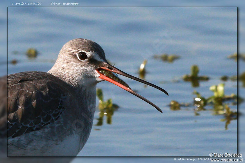 Chevalier arlequin, identification, régime