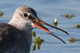 Spotted Redshank