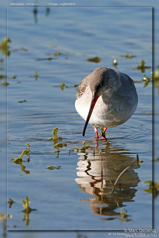 Spotted Redshank, identification