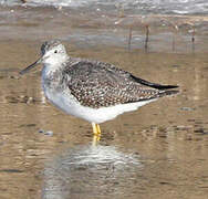 Greater Yellowlegs