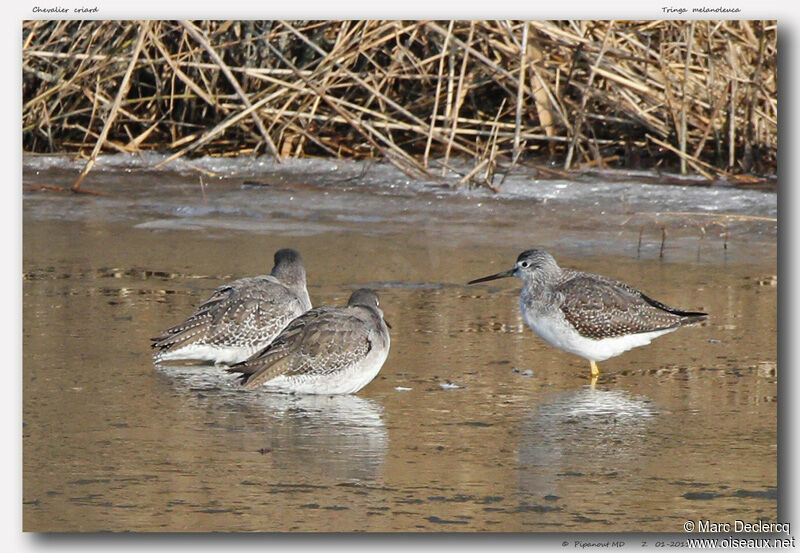 Greater Yellowlegs, identification