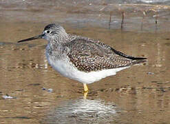 Greater Yellowlegs