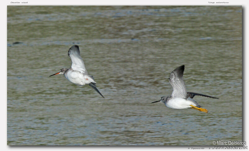 Greater Yellowlegs, Flight